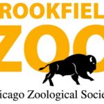 Veterinarians Perform Groundbreaking Hip Surgery on Tiger at Brookfield Zoo